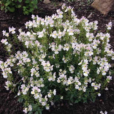 Nemesia 'Wisley Vanilla'