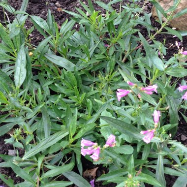 Beardtongue 'Heavenly Blue'