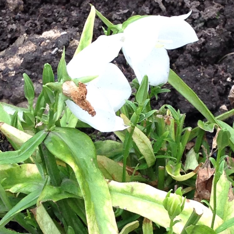 Plant image Campanula persicifolia 'Takion White' (Takion Series)