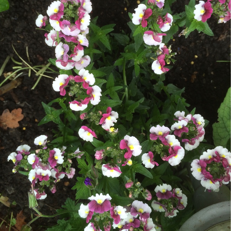 Plant image Nemesia 'Berries And Cream'