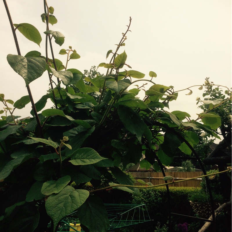 Plant image Actinidia arguta