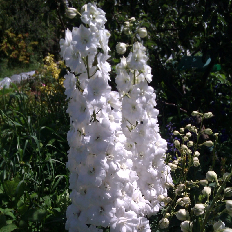 Delphinium 'Butterball'