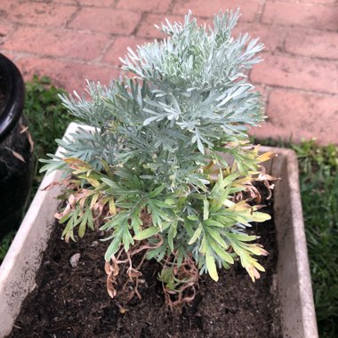 Artemisia Absinthium