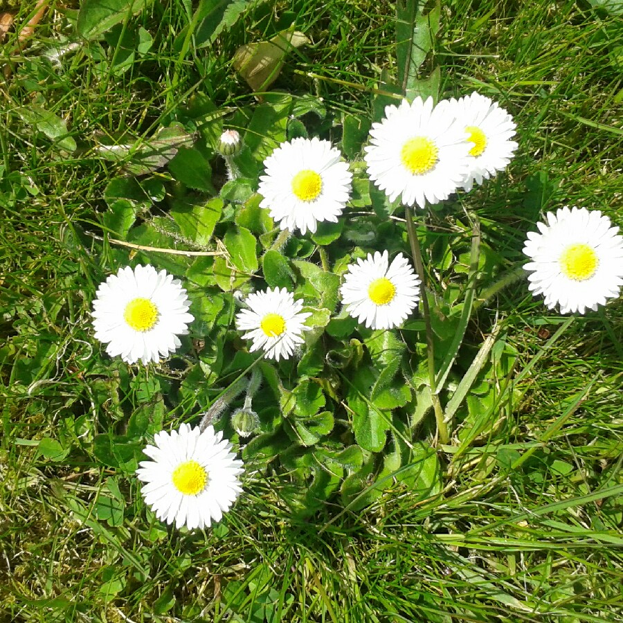 Common daisy