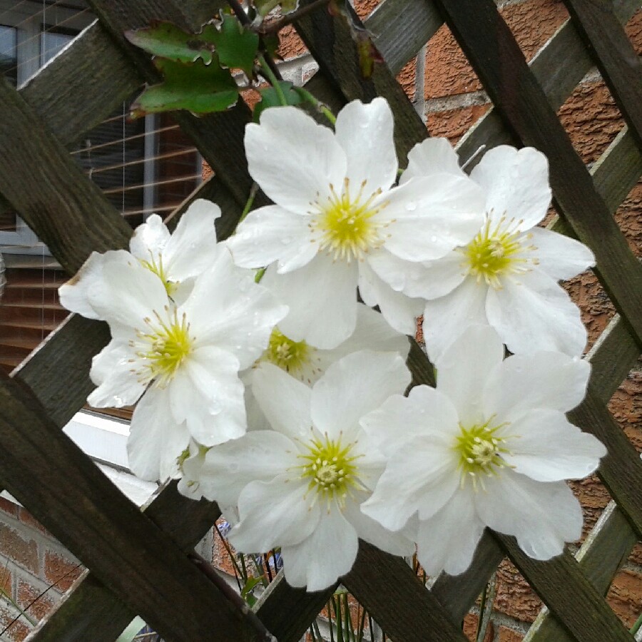 Clematis