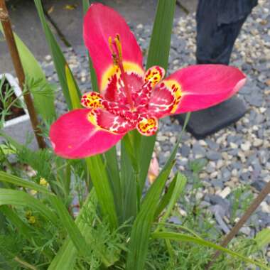 Mexican Shell Flower 'Aurea'