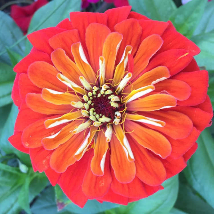 Plant image Zinnia 'Fireworks Mix'