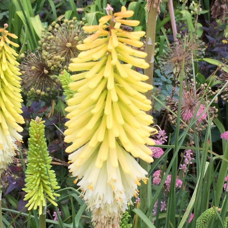 Plant image Kniphofia 'Royal Standard'