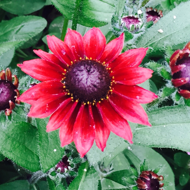 Plant image Rudbeckia laciniata 'Herbstsonne' (Autumn Sun)