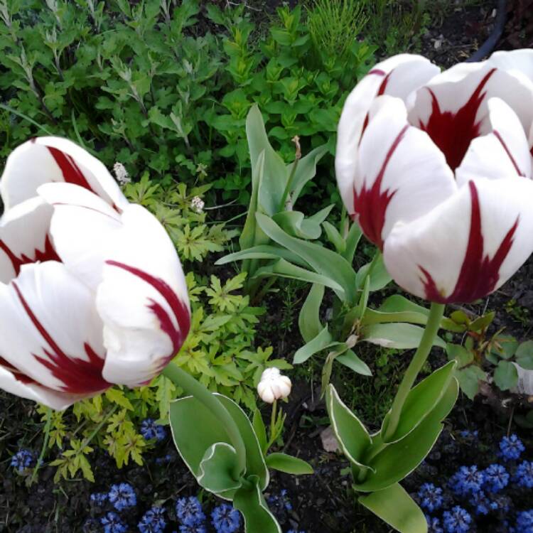 Plant image Tulipa 'Happy Generation' syn. Tulipa 'Canadian Celebration, Tulipa 'Canada 150