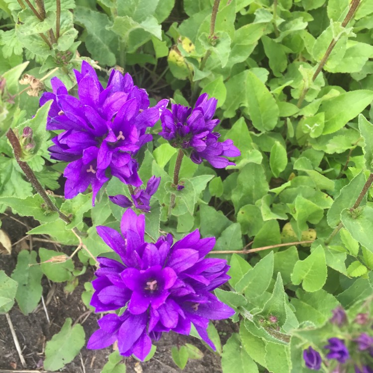 Plant image Campanula glomerata 'Superba'