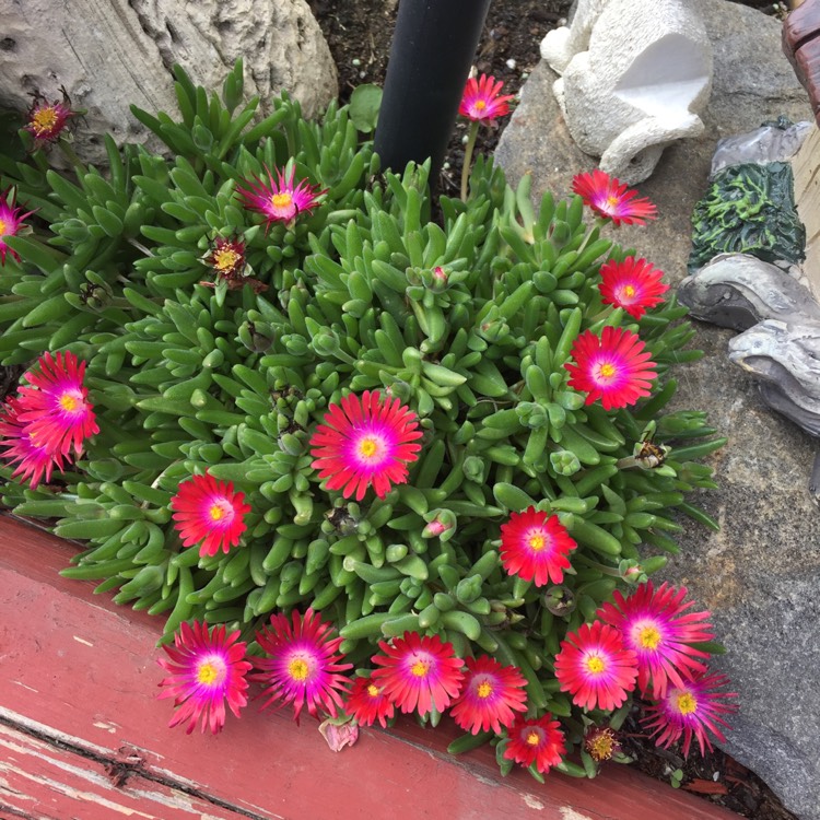 Delosperma cooperi 'Jewel of the Desert Garnet', Garnet Dwarf Hybrid ...