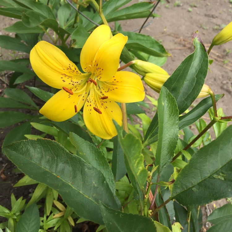 Plant image Lilium 'Fata Morgana'