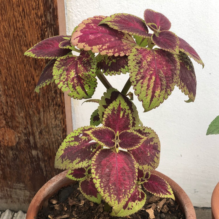 Plant image Plectranthus scutellarioides 'Crimson Gold'