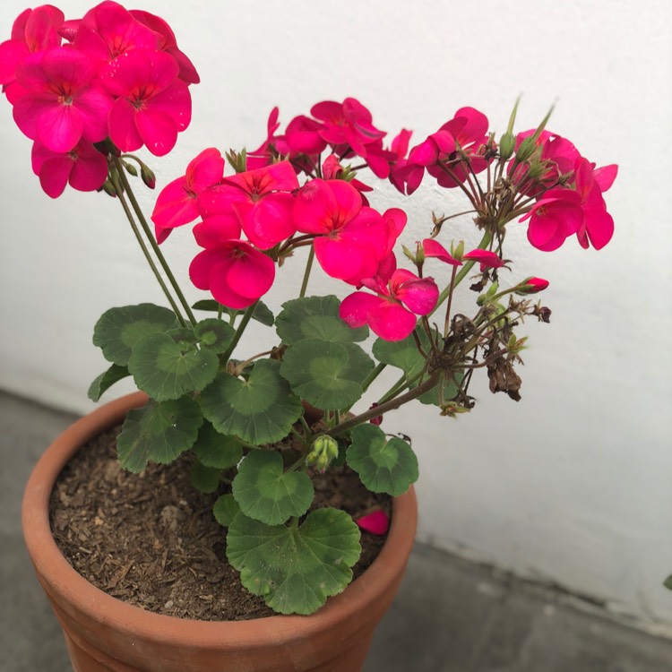 Plant image Pelargonium 'Duebezre' (Big EEZE Series) syn. Pelargonium 'Big EEZE Red'