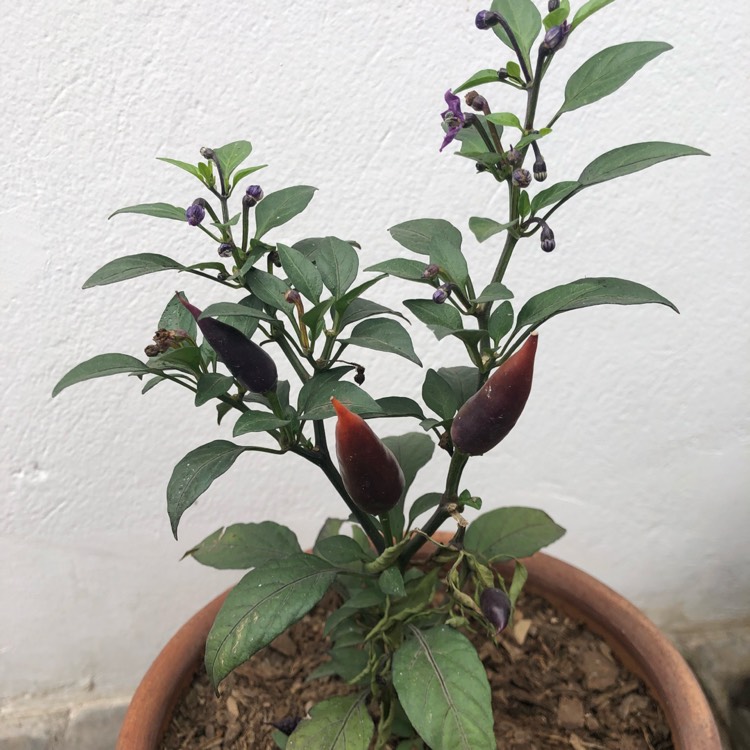 Plant image Capsicum Annuum 'Chenzo'