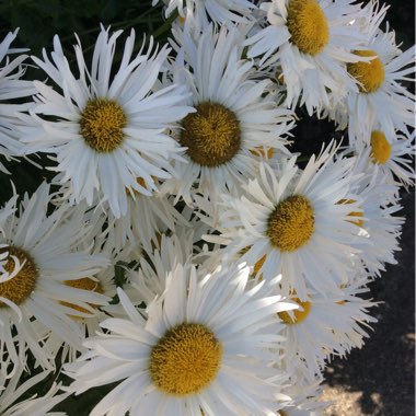 Leucanthemum x superbum 'Shaggy'