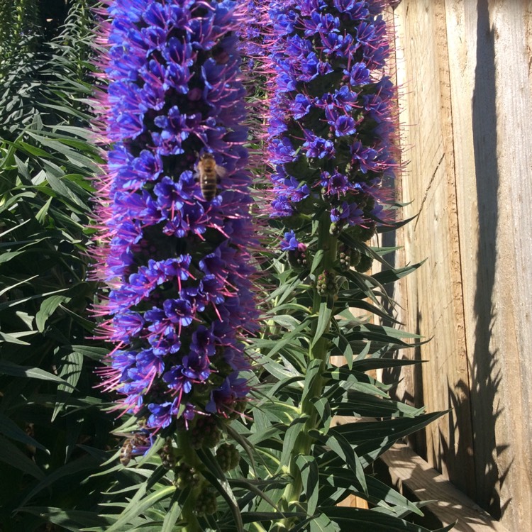 Plant image Echium candicans syn. Echium fastuosum