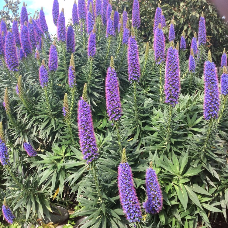 Plant image Echium candicans syn. Echium fastuosum