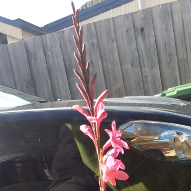 Watsonia borbonica