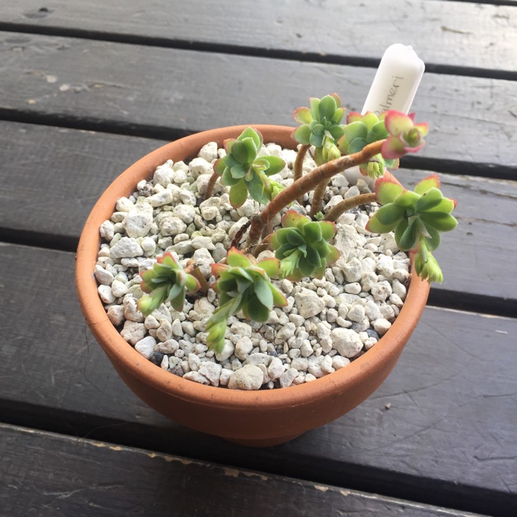 Plant image Sedum Palmerii