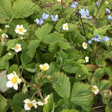 Fragaria vesca