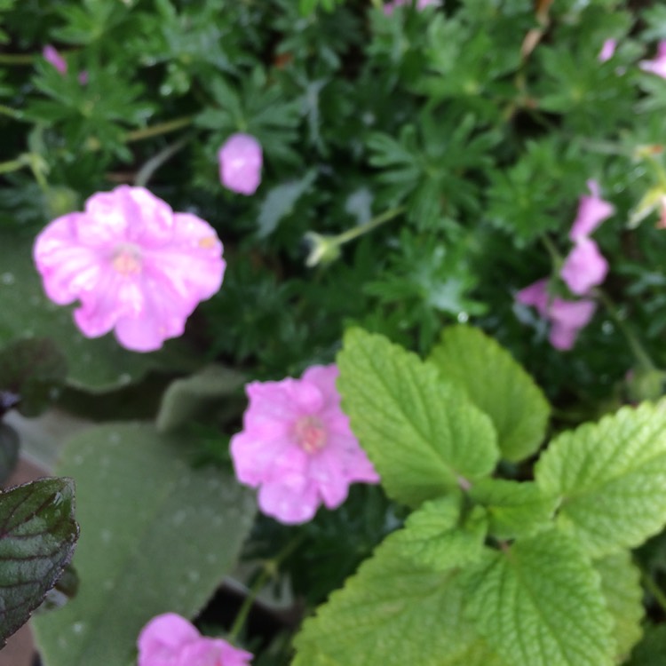 Plant image Geranium sanguineum 'Vision Light Pink' (Vision Series)