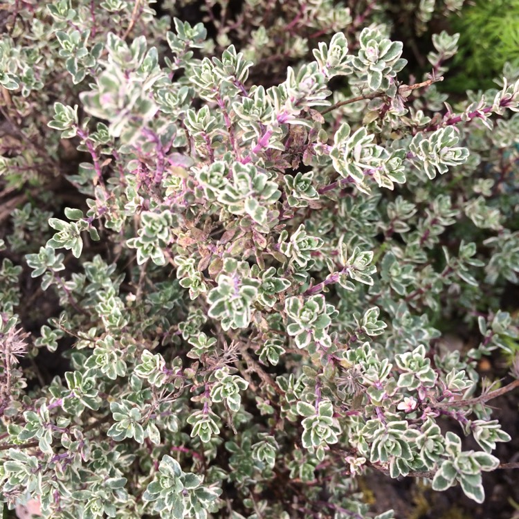 Plant image Thymus 'Silver Posie' syn. Thymus vulgaris 'Silver Posie'