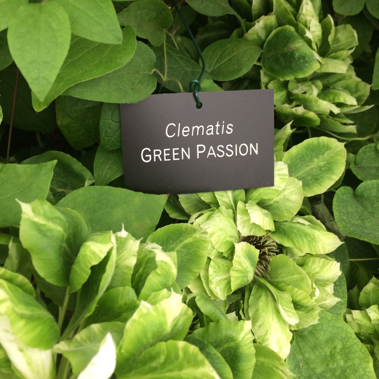 Plant image Clematis 'Green Passion'