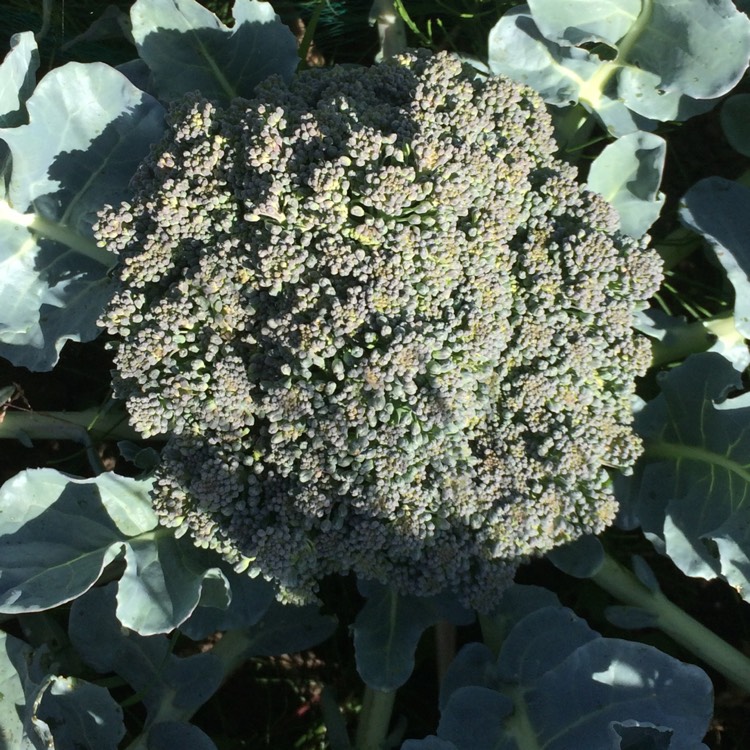 Plant image Brassica oleracea var. Italica Calabrese 'Anastya'F1