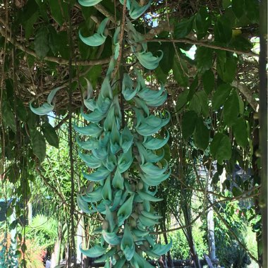 Jade Vine