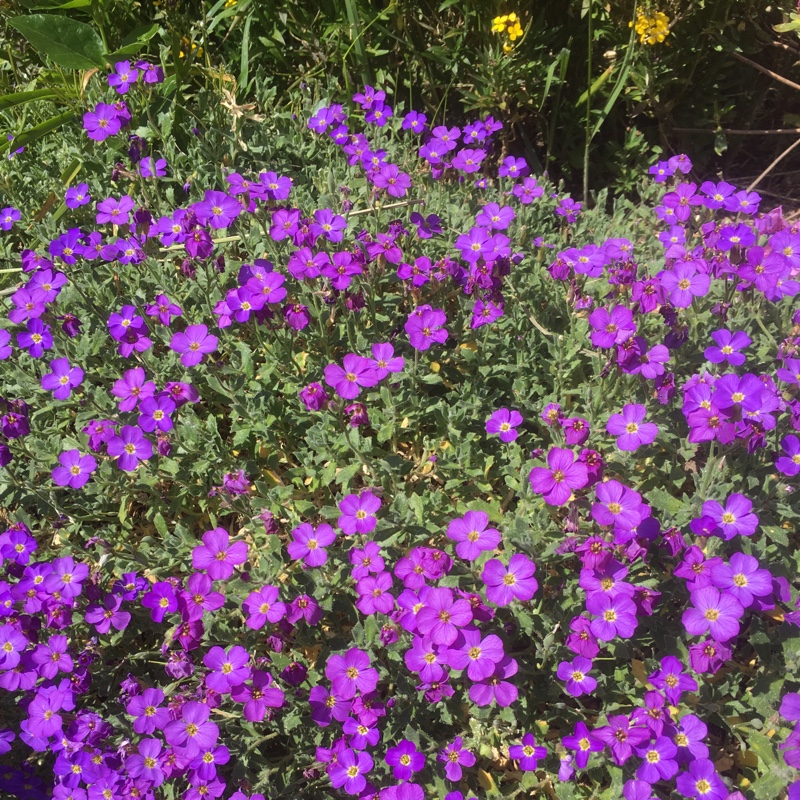 Plant image Aubrieta gracilis 'Kitte Blue'