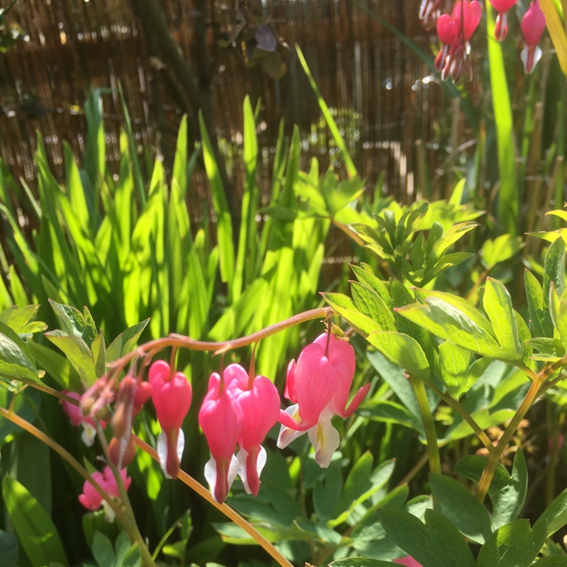 Bleeding Heart 'Valentine'