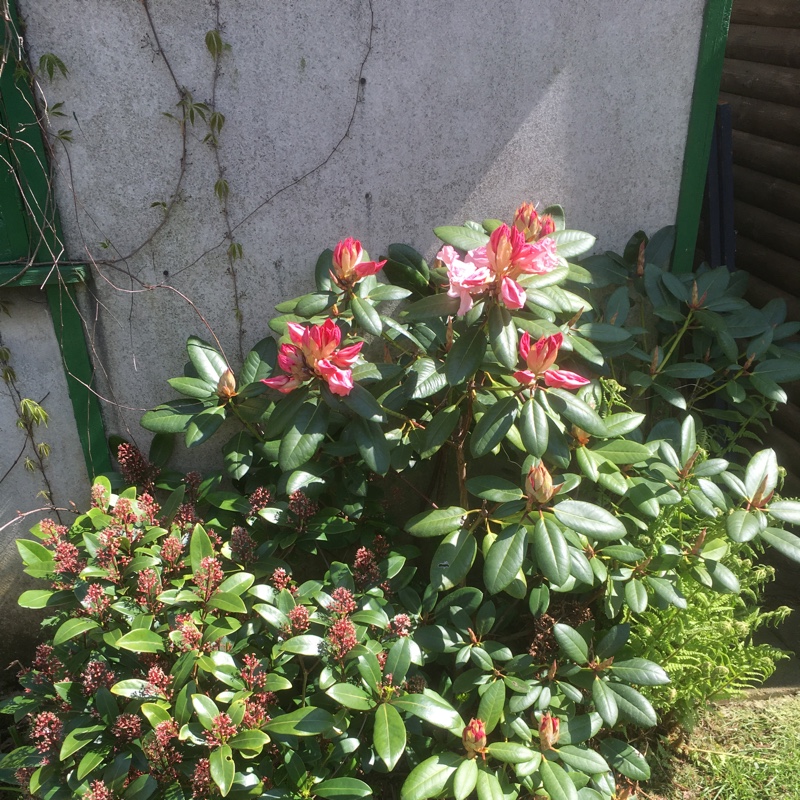 Rhododendron