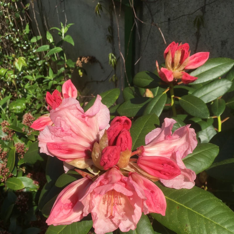 Rhododendron