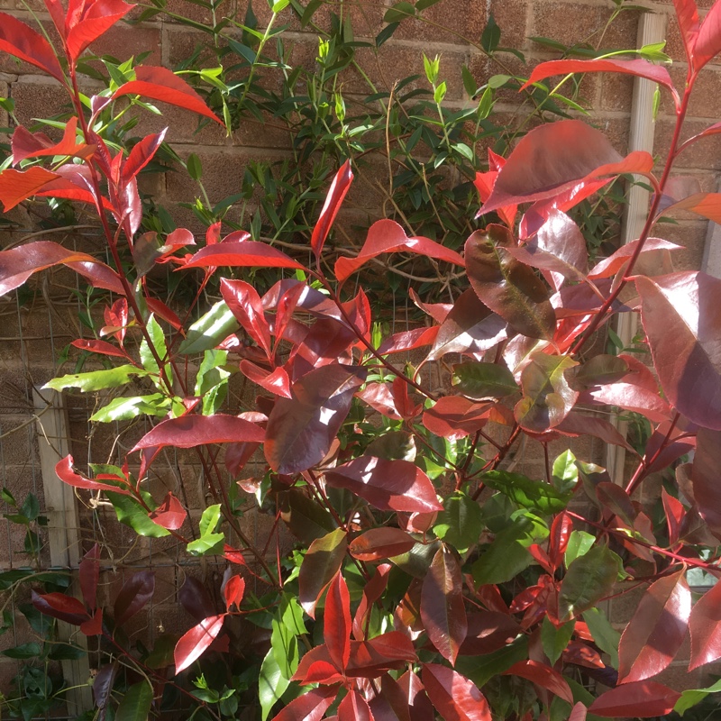 Photinia 'Magical Volcano'