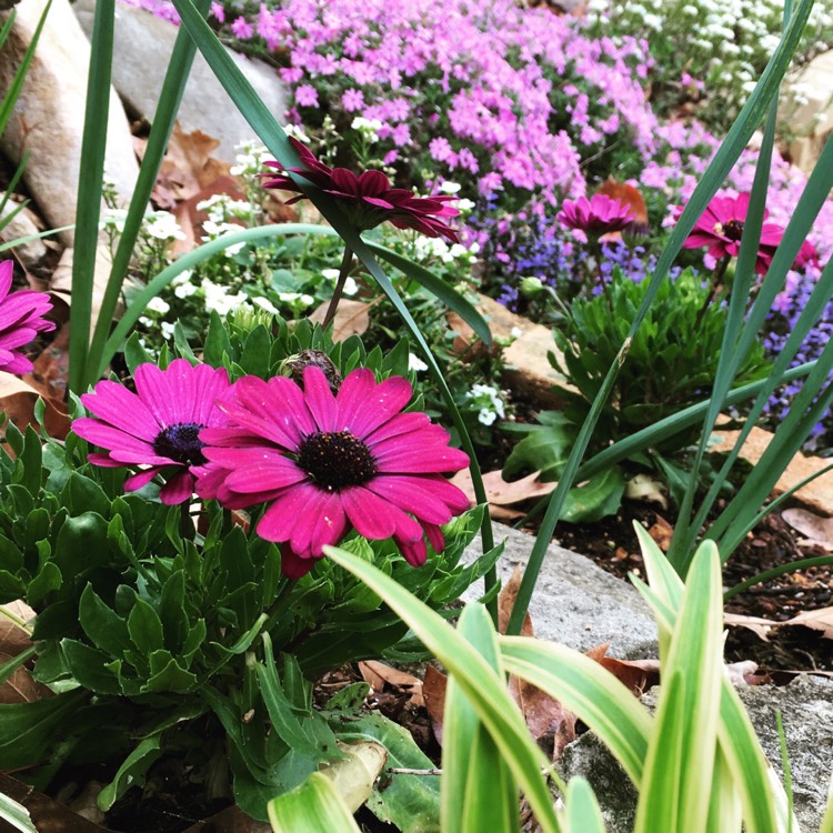 Plant image Osteospermum Ecklonis 'Erato Violet'