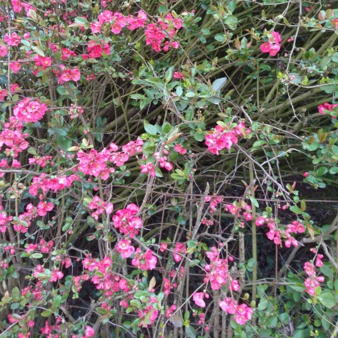 Plant image Chaenomeles japonica 'Sargentii'