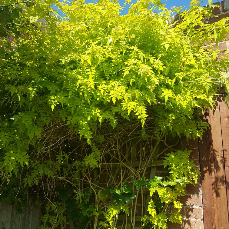 Plant image Jasminum Officinale 'Fiona Sunrise'