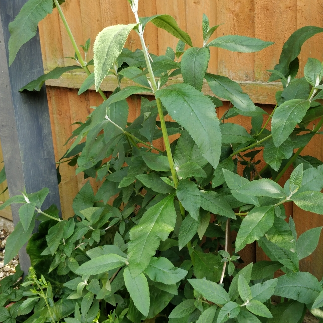 Plant image Buddleja x weyeriana 'Sungold'