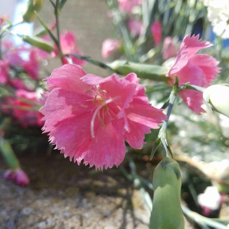 Plant image Dianthus 'Devon Xera 'Firestar'