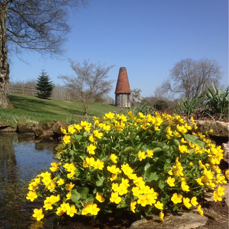 Caltha palustris syn. Caltha cornuta