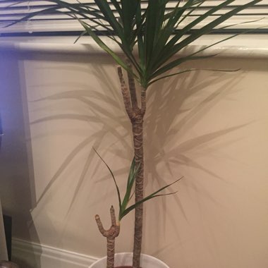 Dracaena marginata