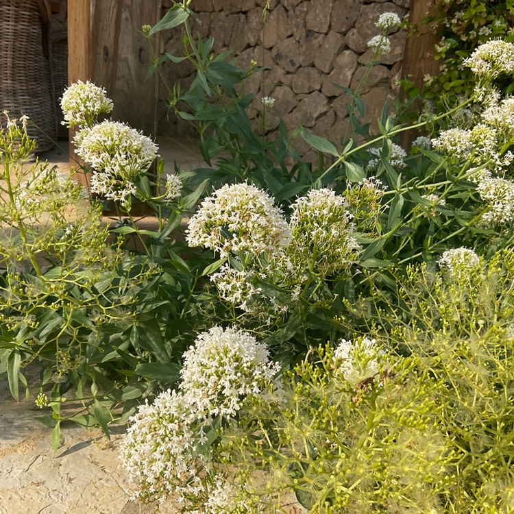 Plant image Centranthus ruber 'Albus'