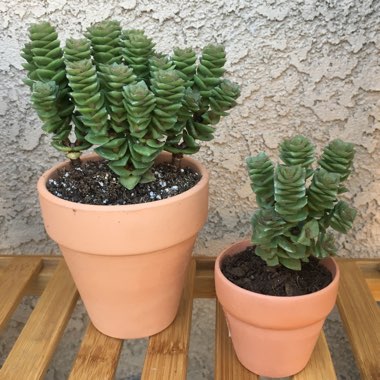 Crassula 'Green Pagoda'