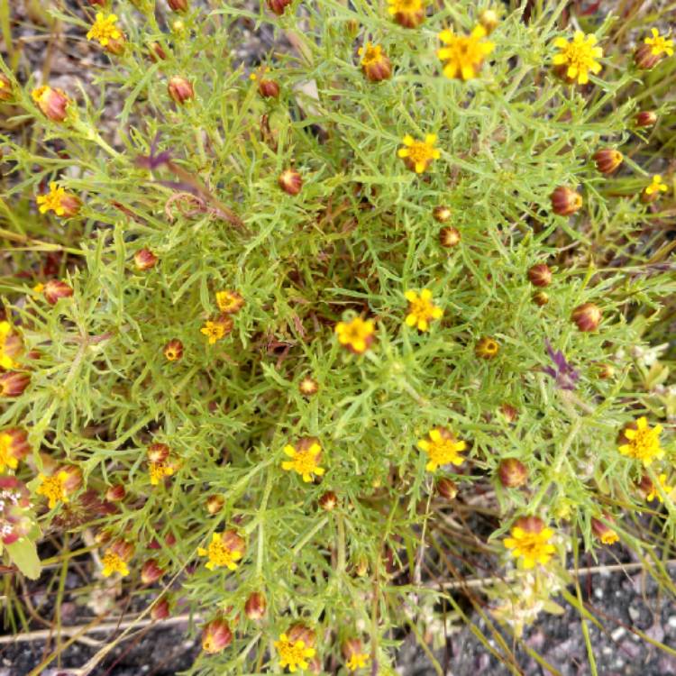 Plant image Potentilla fruticosa