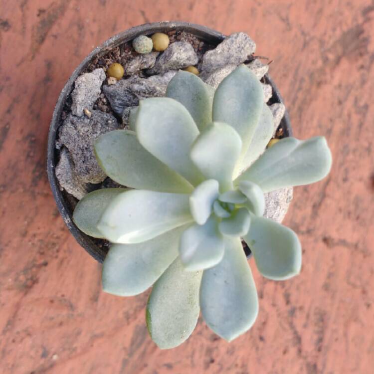 Plant image Echeveria Amoena