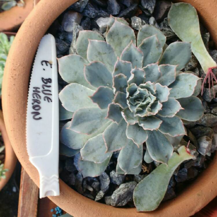 Plant image Echeveria Blue Heron