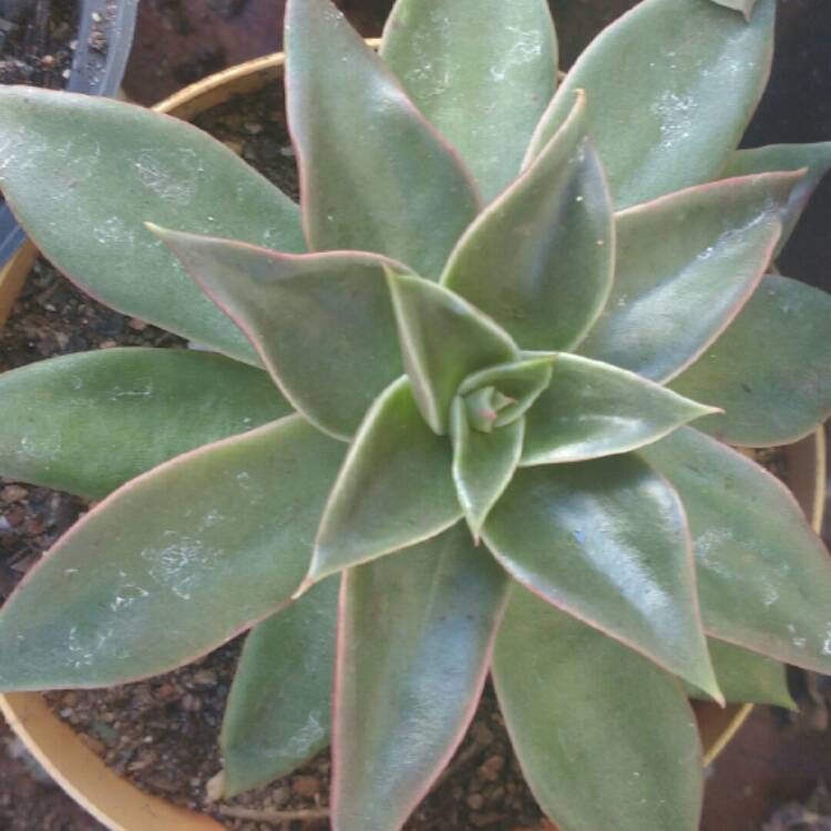 Plant image Echeveria Rubella