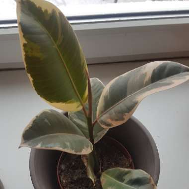 Ficus elastica 'Tineke'